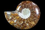 Polished, Agatized Ammonite (Cleoniceras) - Madagascar #88101-1